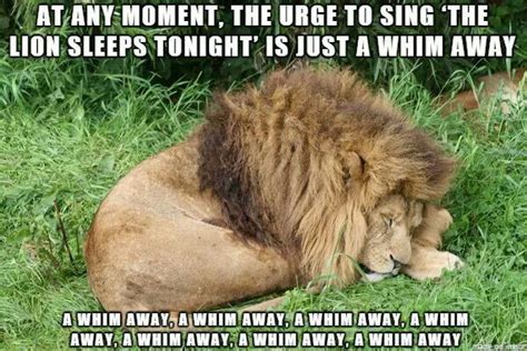 Lion Sleeps Tonight Animal Captions Funny Animal Memes Funny Animal