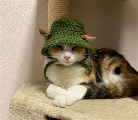 Cat In Bucket Hat