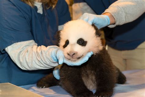 Giant Panda Cub At The Smithsonians National Zoo Nov 15 Flickr