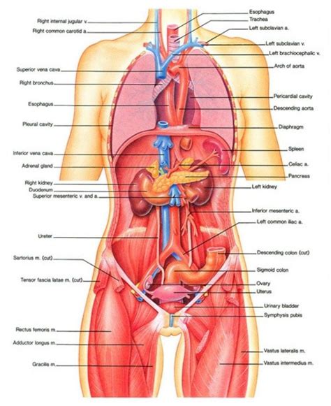 Anatomy study of female torso. Female Torso Anatomy Diagram - General Wiring Diagram