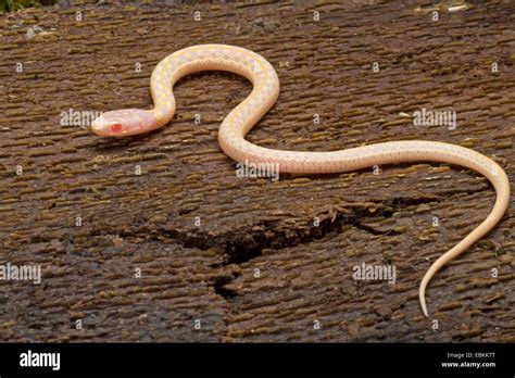 Checkered Garter Snake Thamnophis Marcianus Albino Stock Photo Alamy