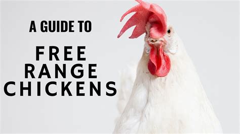 Start Your Free Range Chicken Farm Easily Free Range Chickens Chicken Farm Free Range