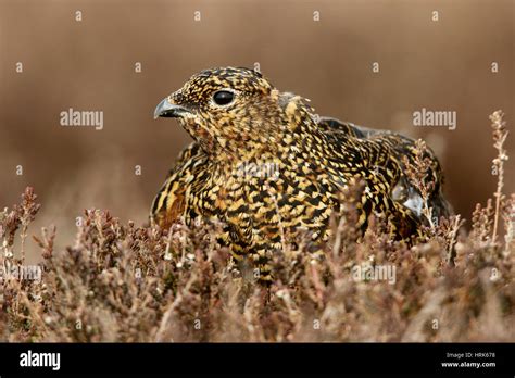 Red Grouse Lagopus Lagopus Scotica A Golden Speckled Female Bird