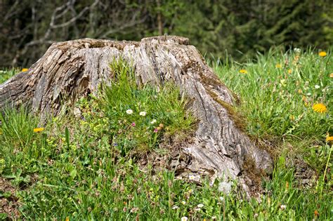 Free Images Nature Grass Wilderness Plant Lawn Meadow Leaf