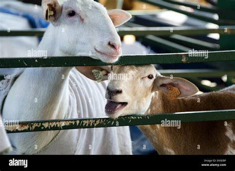 Two Goats Laughing Stock Photo Alamy