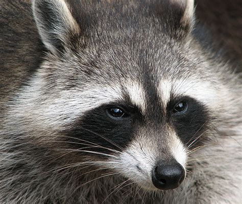Raccoon Facts Pictures Diet Habitat As Pets And Predators