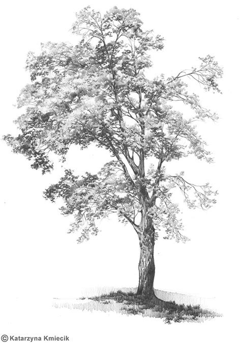 Pencil Landscapes Vol 1 On Behance Tree Pencil Sketch Tree Drawings