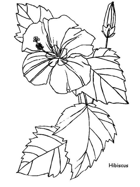 Hibiscus Flower For Flower Arrangement Coloring Page Color Luna