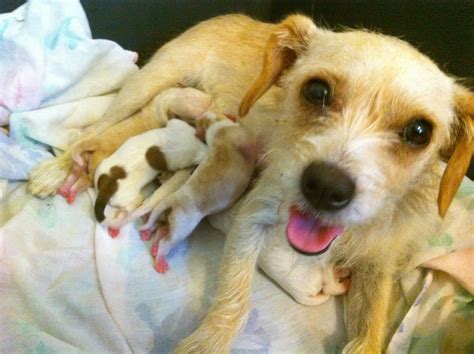 Pregnant Mama Rescued On Her Last Day Just Gave Birth To The Cutest
