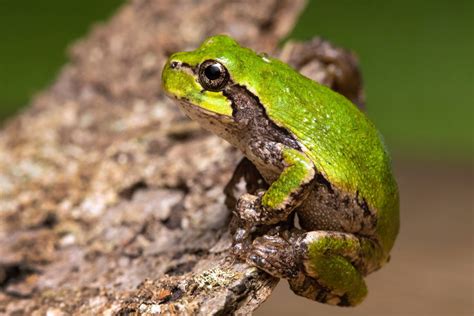 15 Types Of Tree Frogs An Overview With Pictures Pet Keen