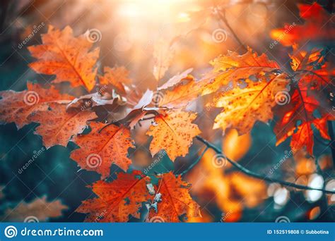 Autumn Colorful Bright Leaves Swinging On An Oak Tree In Autumnal Park