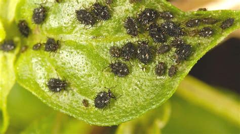Black Aphids ― Identification Control And Prevention
