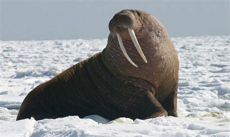 10 Animales Del Polo Norte