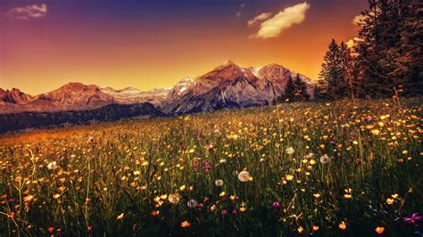 Desktop Wallpaper Landscape Sunset Plants Mountains 4k Hd Image
