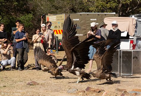 Vultures Successfully Released After Poisoning Incident Africa Geographic