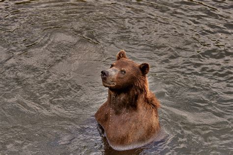 Brown Bear Water Curious Wildlife Free Photo On Pixabay Pixabay