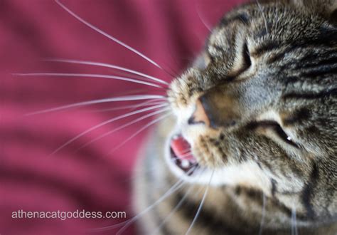 Athena Cat Goddess Wise Kitty Wordless Whiskers Wednesday