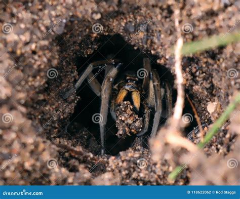 Wolf Spider Fangs