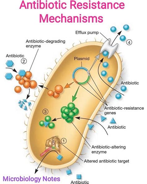 Microbiology Notes On Instagram “antibiotic Resistance Mechanisms