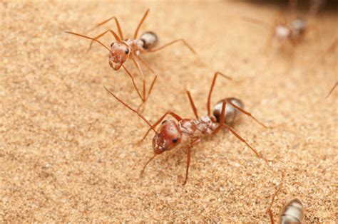 These Desert Ants Gallop At A Blistering 108 Body Lengths Per Second