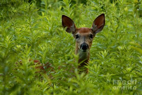 Charming Baby Deer Hiding In A Summer Meadow Photograph By Inspired