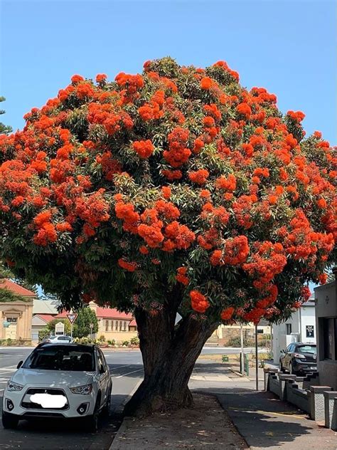Plantfiles Pictures Corymbia Species Red Flowering Gum Scarlet