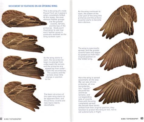 Folded Bird Wing Anatomy