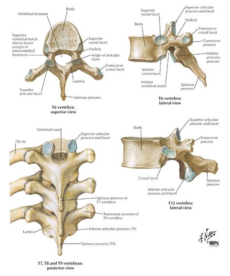The two groups of vertebrae include cervical, thoracic and lumbar vertebrae. Spine Anatomy | Parts of the Vertebrae - Thoracic | RAD ...