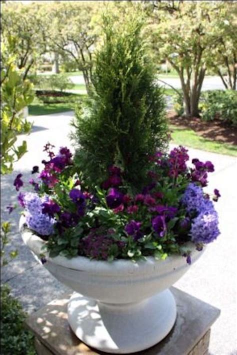 8 Best Gardening Evergreens In Containers Images On
