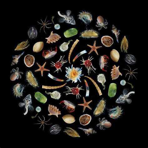 Frontiers In Marine Science Marine Evolutionary Biology Biogeography