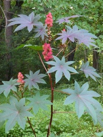 As the name implies, this variety of ricinus communis features maroon foliage and bright red seed pods. Castor bean plants (Ricinus communis) can reach heights of ...