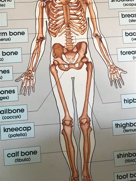 Anatomical Charts Anatomy Posters Great For Doctors Gambaran