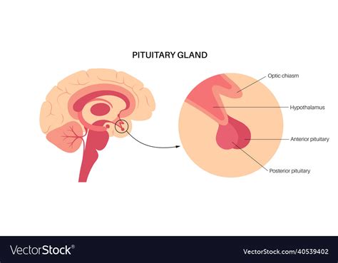 Pituitary Gland Vector Stock Vector Illustration Of Chart The Best