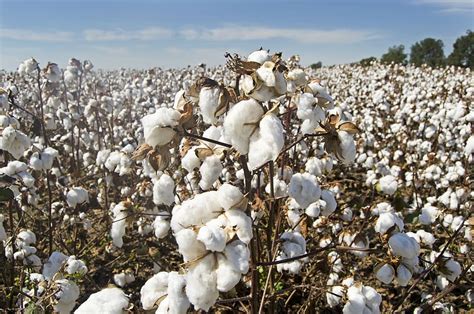 Cotton Cotton Field White Farming Agriculture Crop Harvest