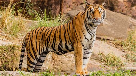 Royal Bengal Tiger Spotted In Brahmaputra In Guwahati Eastmojo