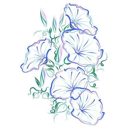 Morning glory vine . Hand drawn stylized color vector brush sketch of