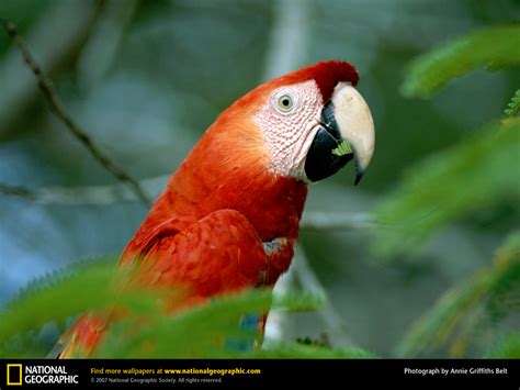 A rain forest amphibian from the amazon rainforest. Humen creations & Nature Wallpapers: Amazon Rainforest