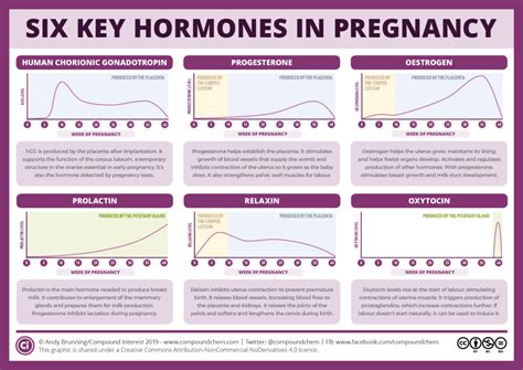 Las Seis Hormonas Clave Del Embarazo Y Sus Funciones Interés Compuesto Association Lea