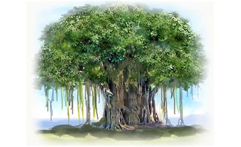 Banyan Tree Clipart Bargad Tree Pencil And In Color