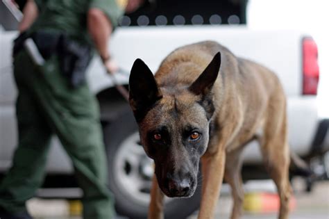 Border Patrol Agents Let Drug Dog Maul Pot Smuggler High Times