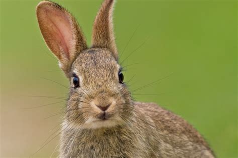 Free photo: European Rabbit - Animal, Cute, European - Free Download ...