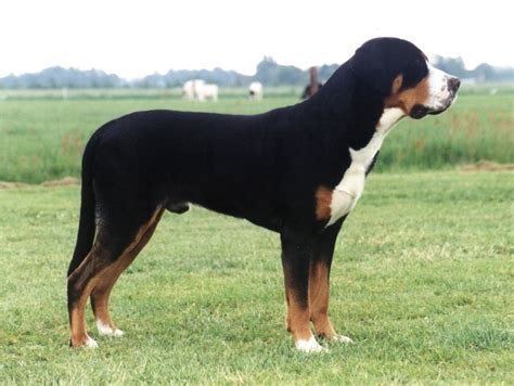 greater swiss mountain dog breed guide learn   greater swiss mountain dog