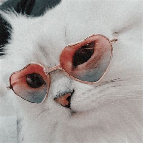 We did not find results for: Pin by Valeriya Ogarkova on Mult | Cute animals, Cat ...