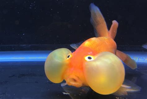 But the more complex the surface structure, the more likely. "Existence is pain" ~Bubble eye goldfish : shittyfish