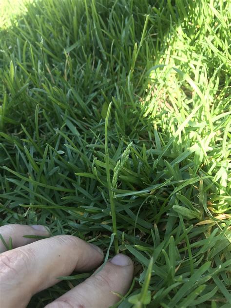 Is This Poa Annua Or Regular Turf Bluegrass Seed Heads Lawnsite™ Is