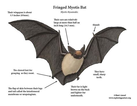 Bat Fringed Myotis