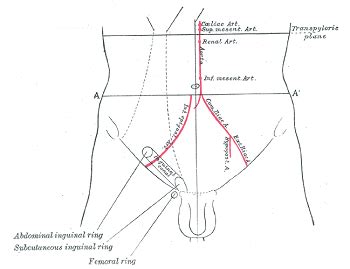 The internal male … pictures of male anatomy groin area. The Difference Between a Direct & Indirect Hernia | Study.com