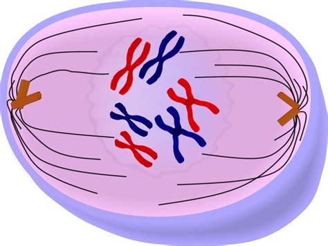Illustration Of A Cell During Prophase Of Mitosis Showing Chromosomes