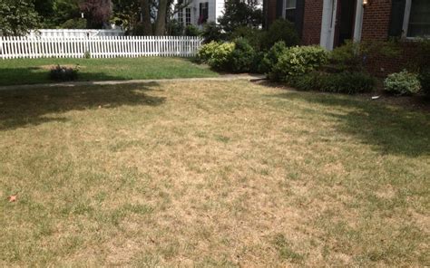 Lawncare Tips How To Manage Your Lawn After A Drought Aanda Lawn Care