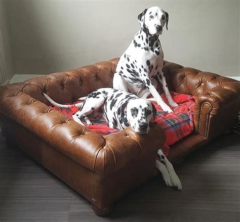 Luxury Dog Beds Quality Leather Dog Beds And Sofa Beds D For Dog